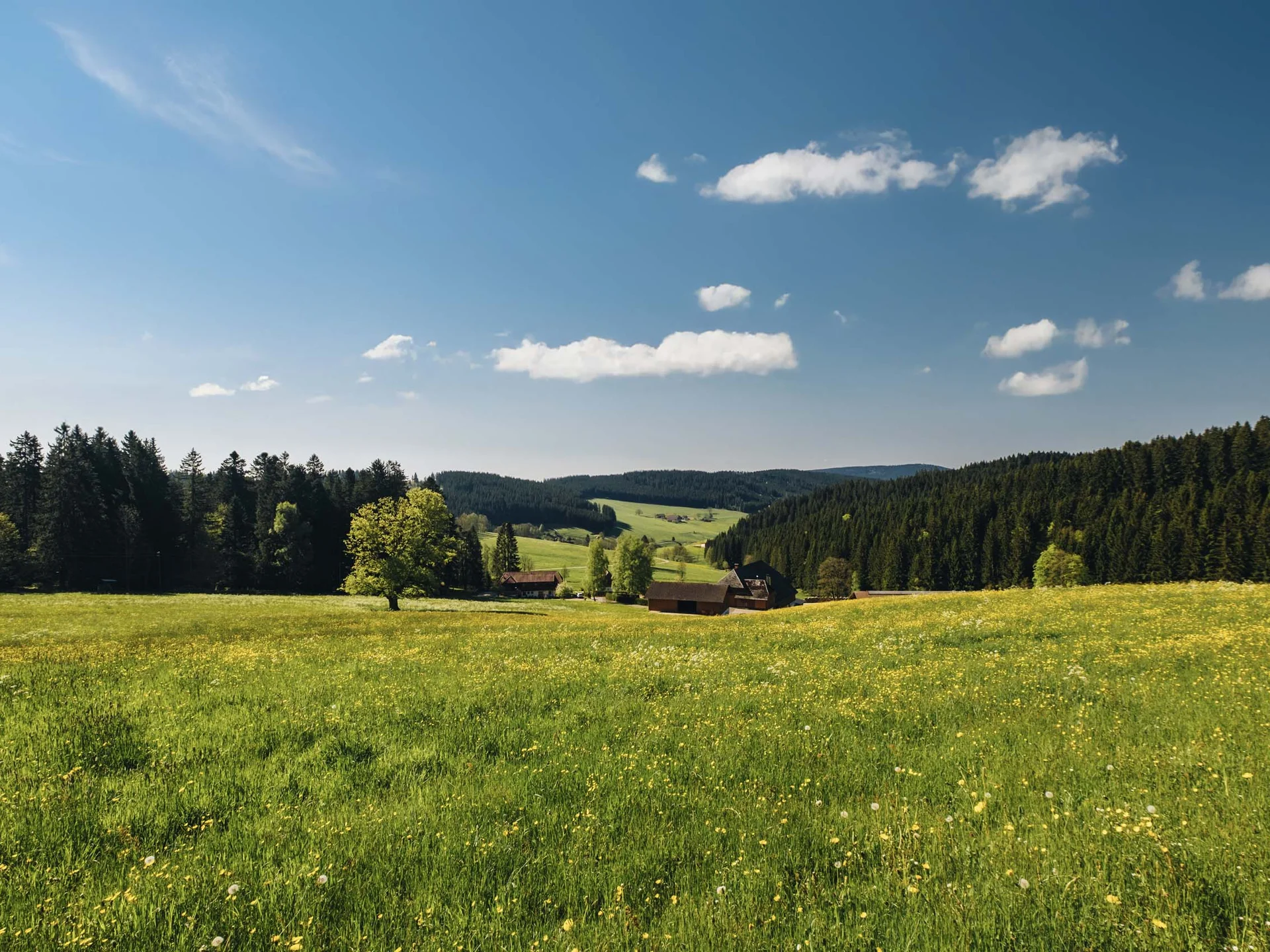 Freizeit & Aktivitäten – Aktivurlaub Schwarzwald im Appartementhaus Regina am Schluchsee